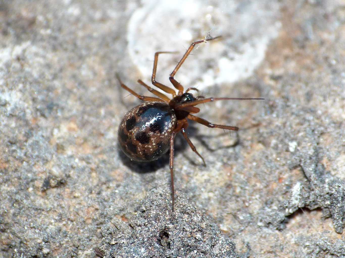 Femmina di Linyphiidae - Caffarella (RM)